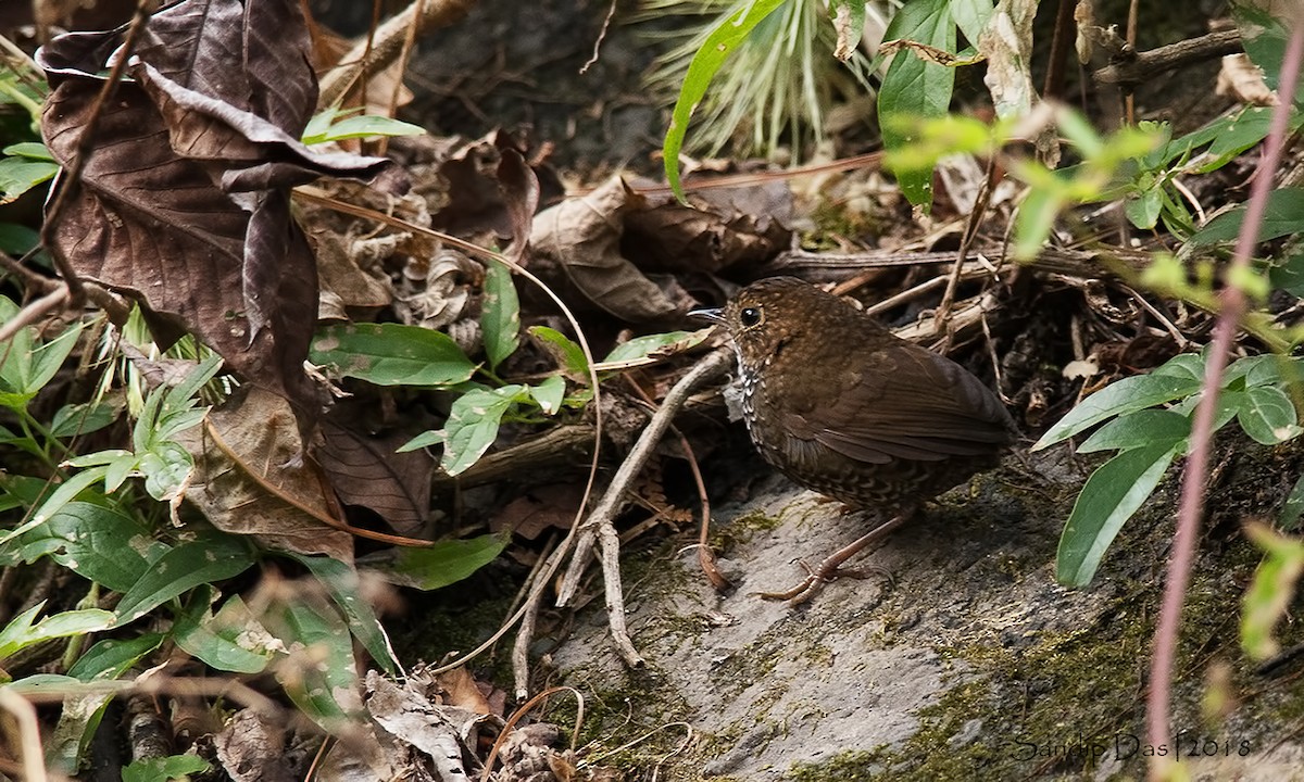 Scaly-breasted Cupwing (Himalayan) - Sandip Das