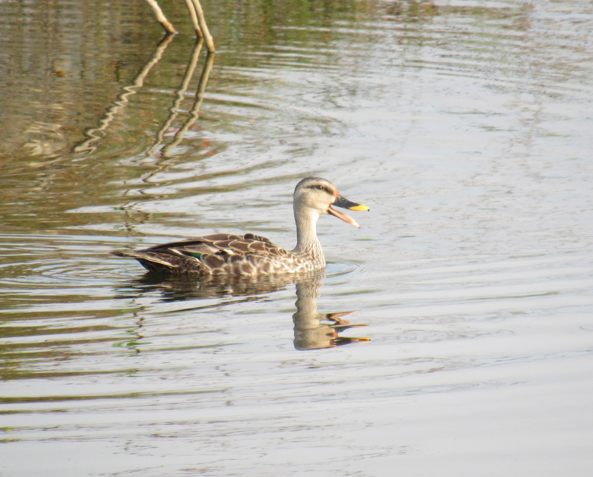 Indian Spot-billed Duck - ML89935061