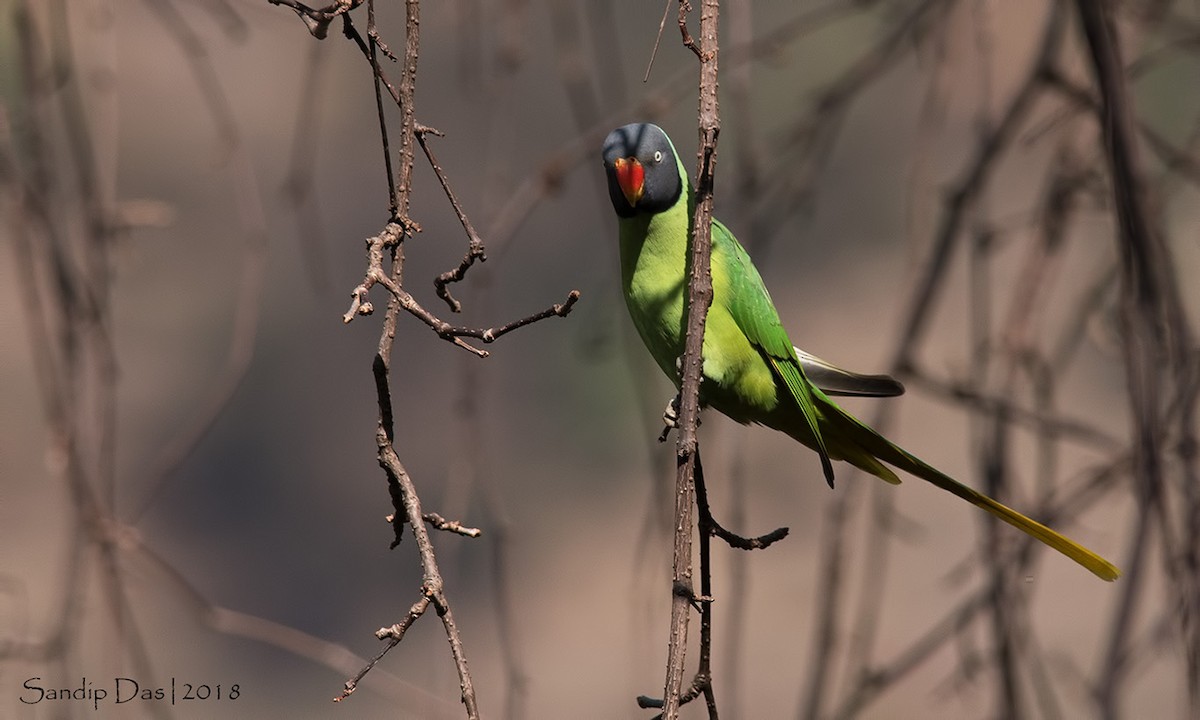 Himalaya Yeşil Papağanı - ML89935531
