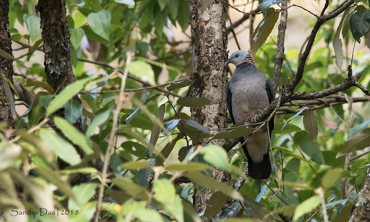 Ashy Wood-Pigeon - Sandip Das
