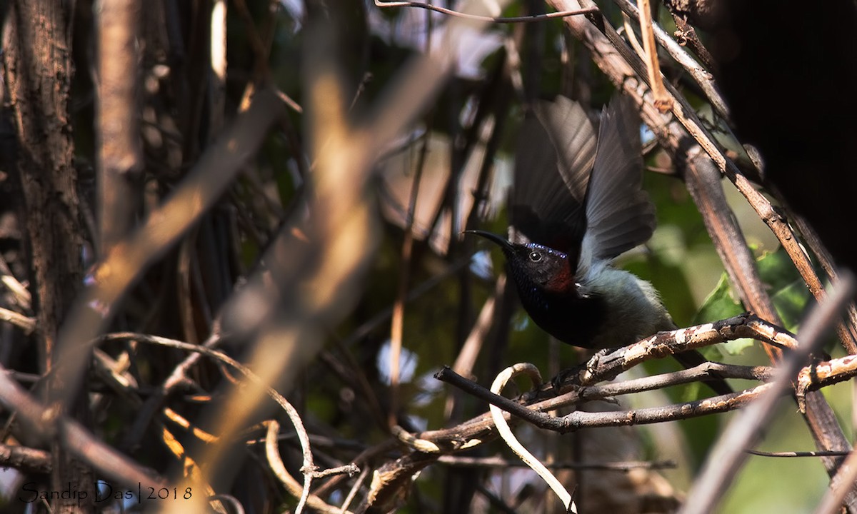 Black-throated Sunbird - ML89935721