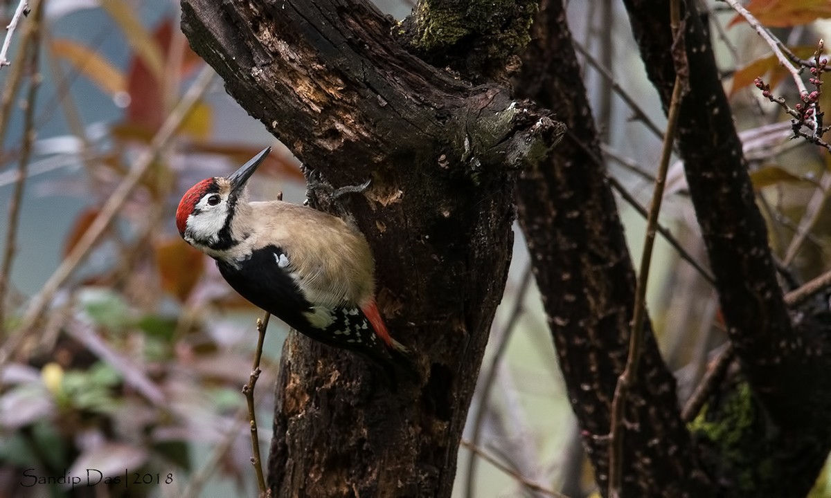 Himalayan Woodpecker - ML89935841