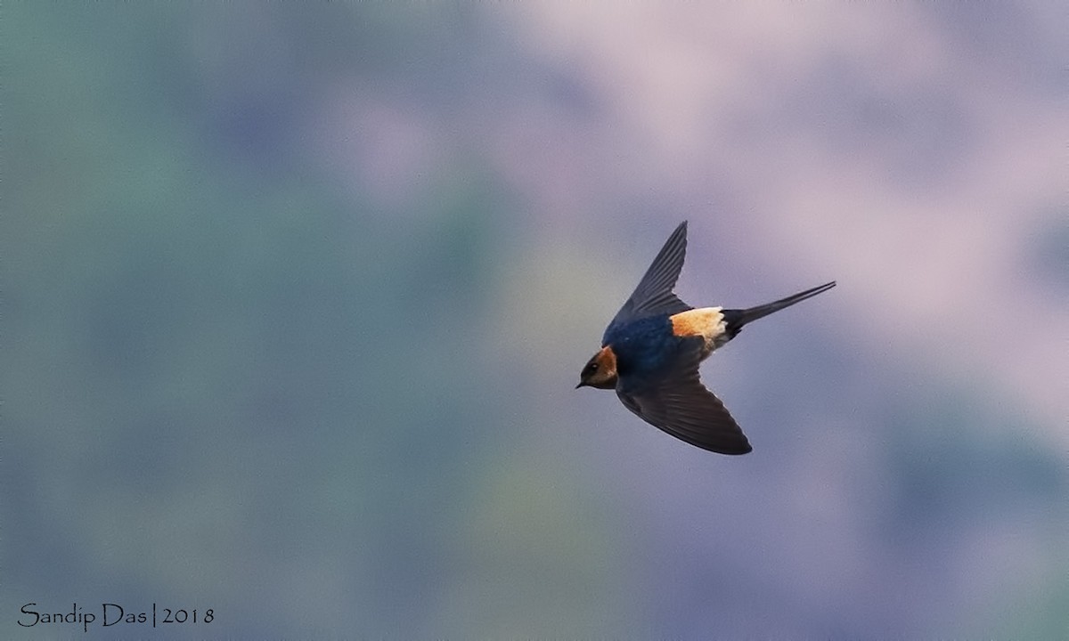 Red-rumped Swallow - ML89935891