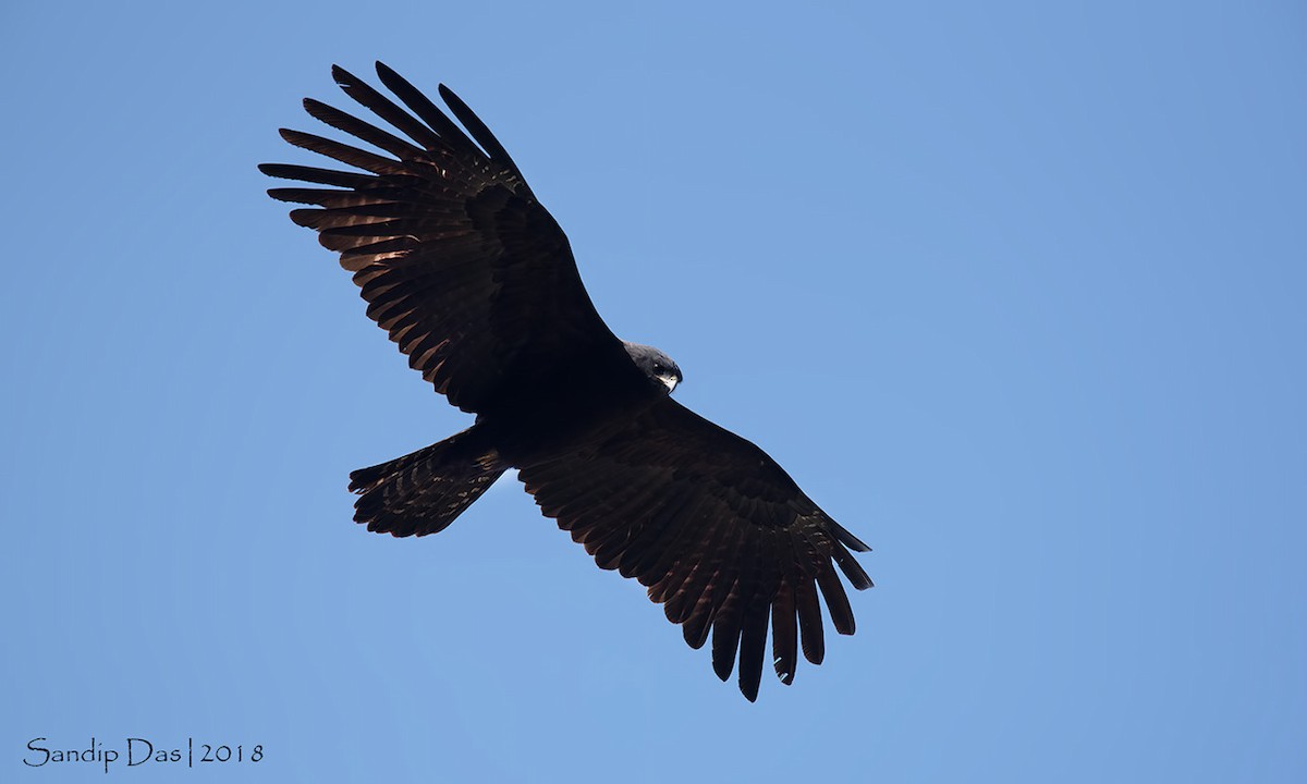 Black Eagle - ML89936021