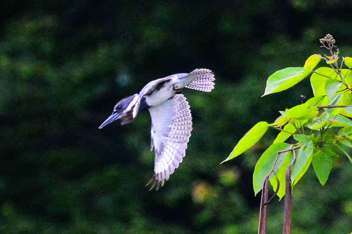 Belted Kingfisher - ML89937251
