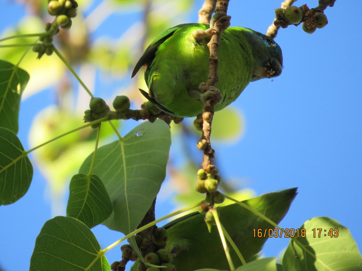 Double-eyed Fig-Parrot - Norton Gill
