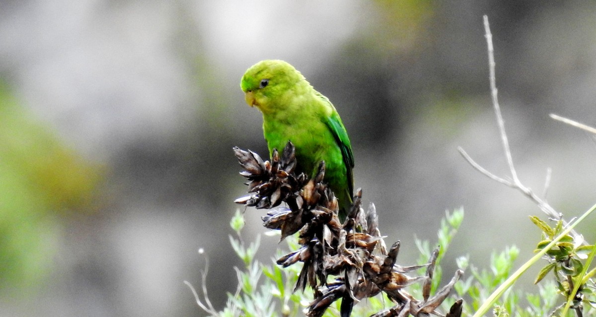 Andean Parakeet - Fernando Angulo - CORBIDI