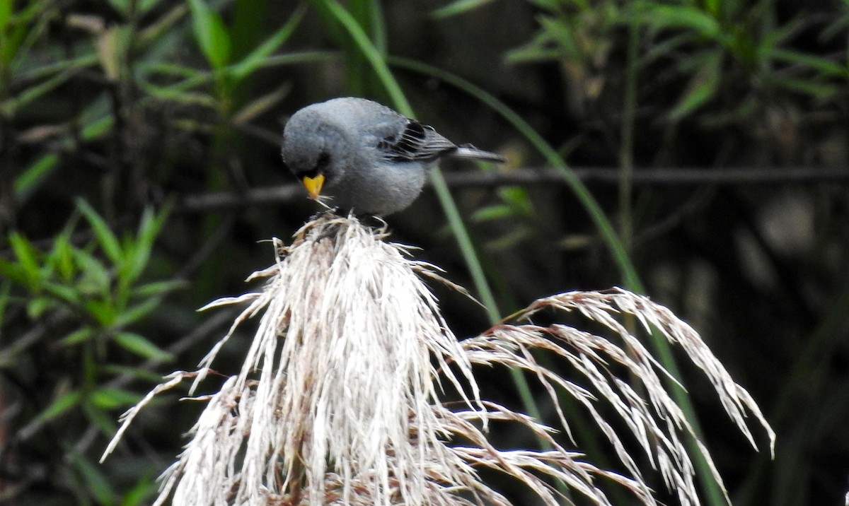 Band-tailed Seedeater - ML89939381
