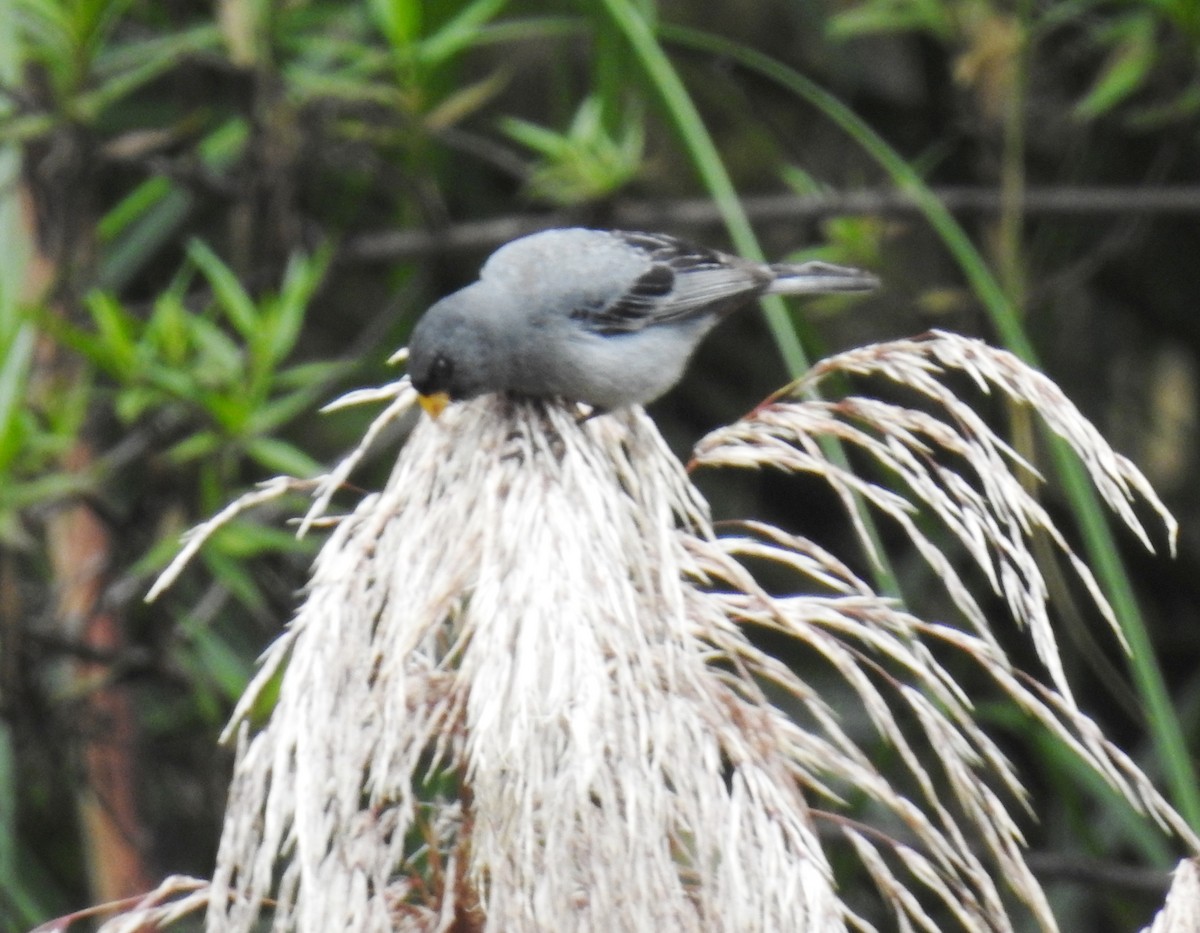 Band-tailed Seedeater - ML89939391