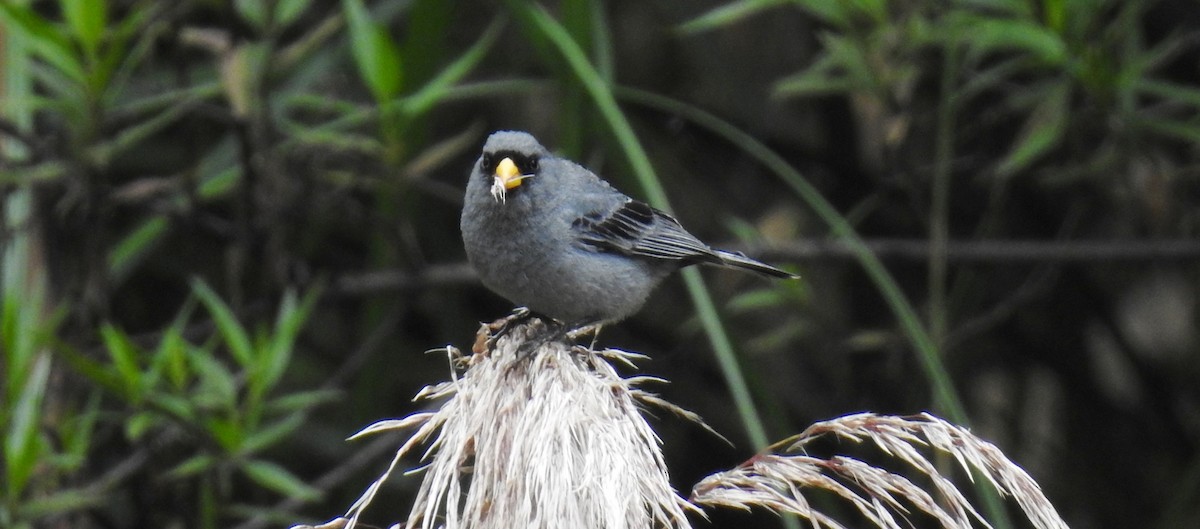 Band-tailed Seedeater - ML89939401