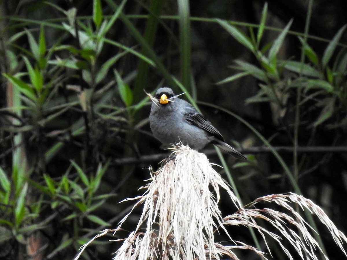 Band-tailed Seedeater - ML89939411