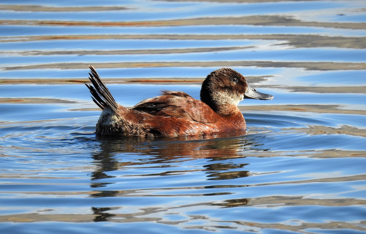 Andean Duck - ML89939491