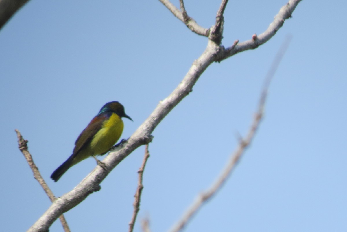 Brown-throated Sunbird - eero salo-oja