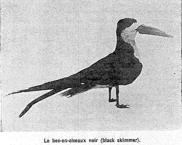 Black Skimmer - Comité d'homologation des oiseaux rares du Québec