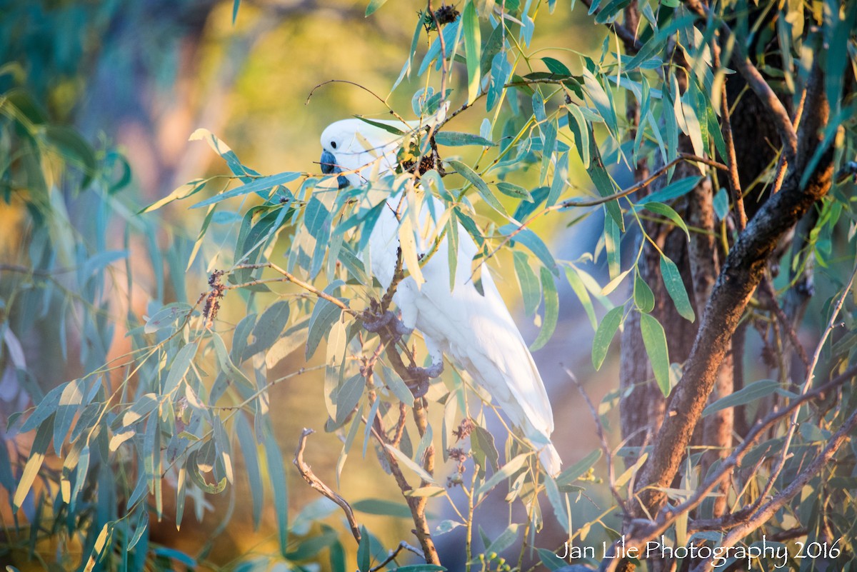 Sulphur-crested Cockatoo - Jan Lile