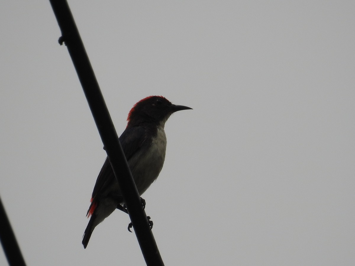 Scarlet-backed Flowerpecker - ML89942441