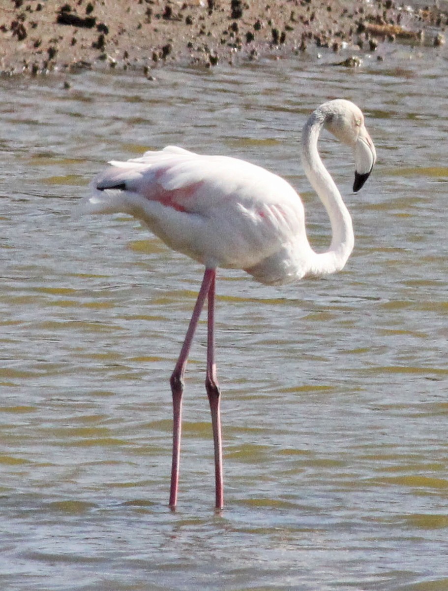 Greater Flamingo - Mike Litak
