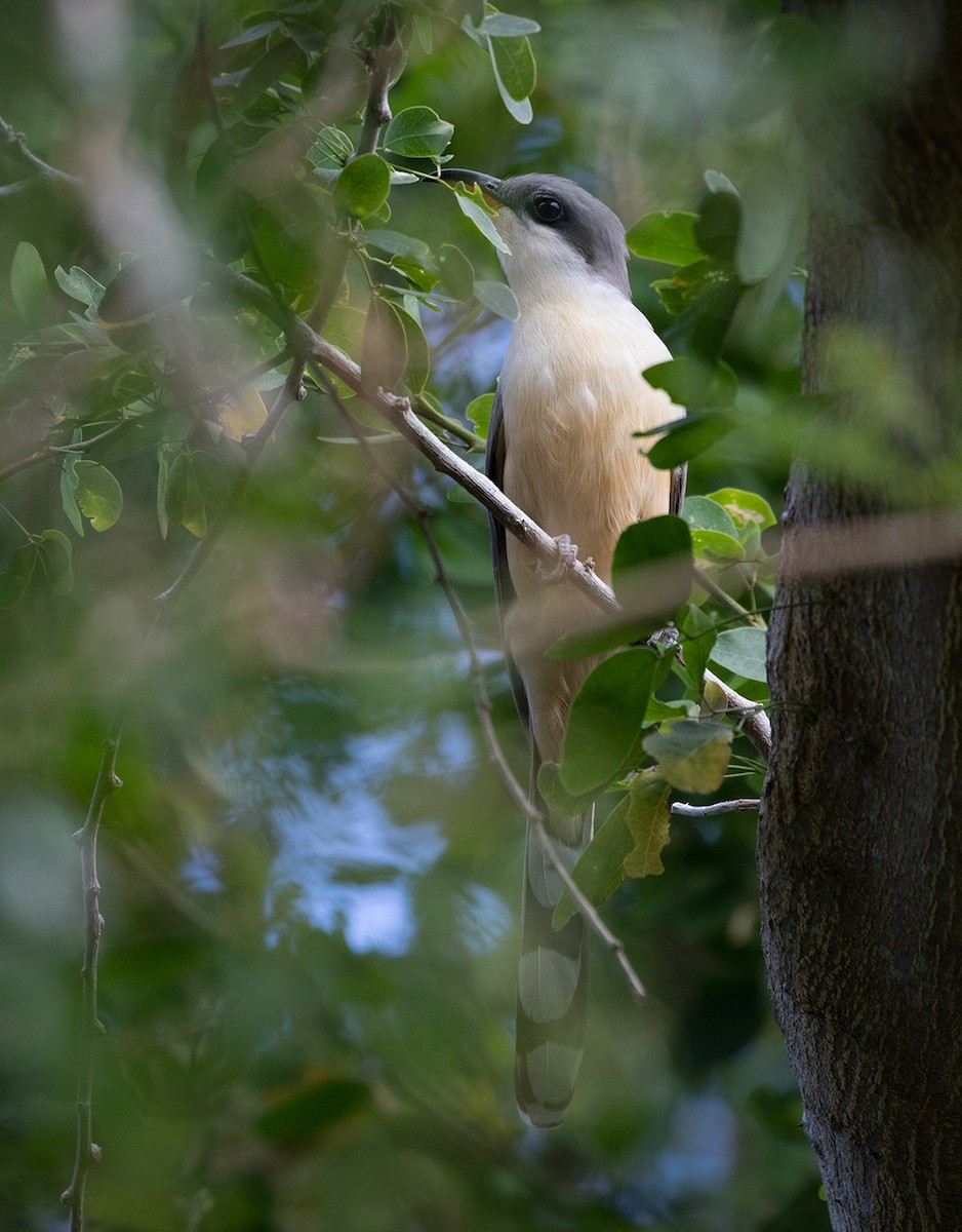 Mangrove Cuckoo - Suzanne Labbé