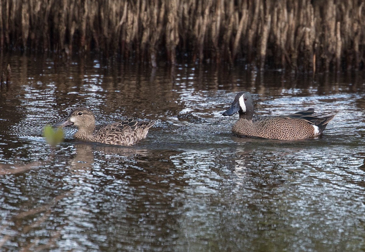 Blue-winged Teal - ML89945221