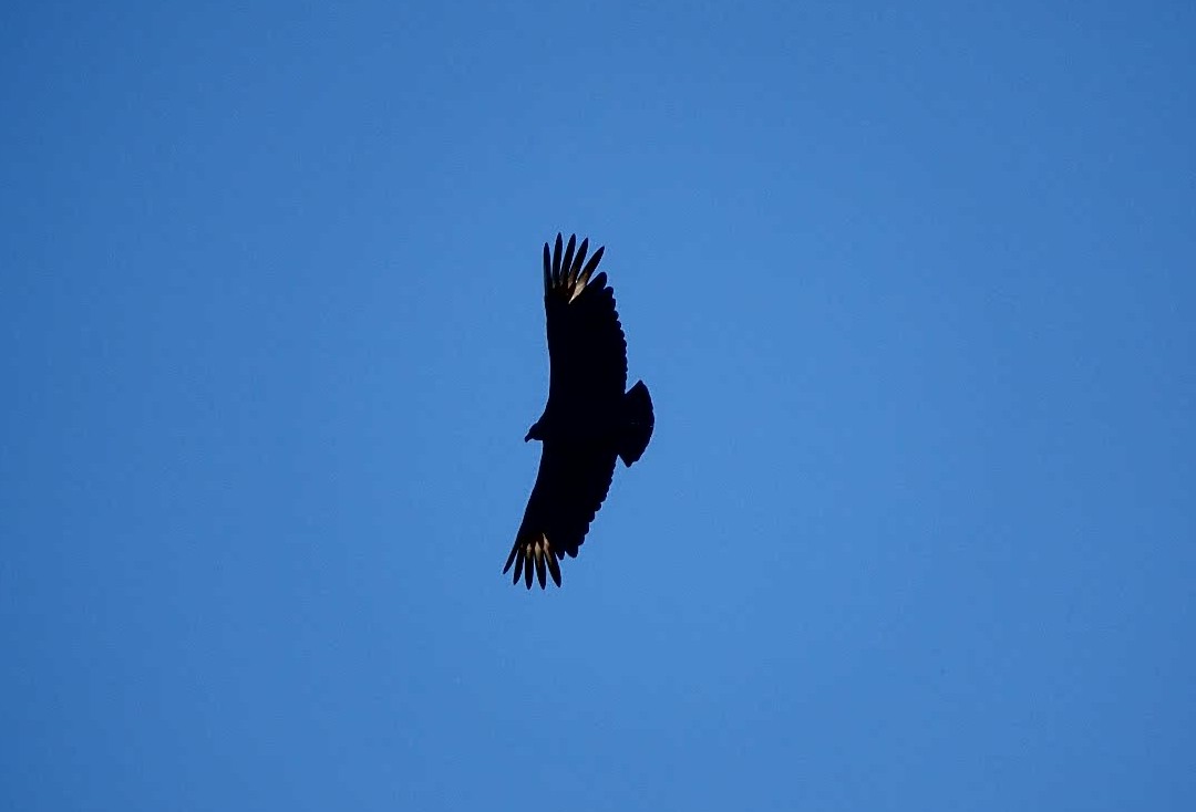 Black Vulture - ML89946261