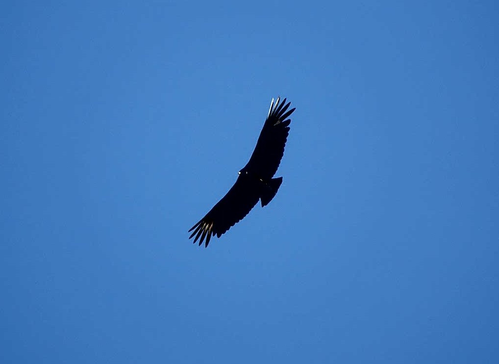 Black Vulture - ML89946281