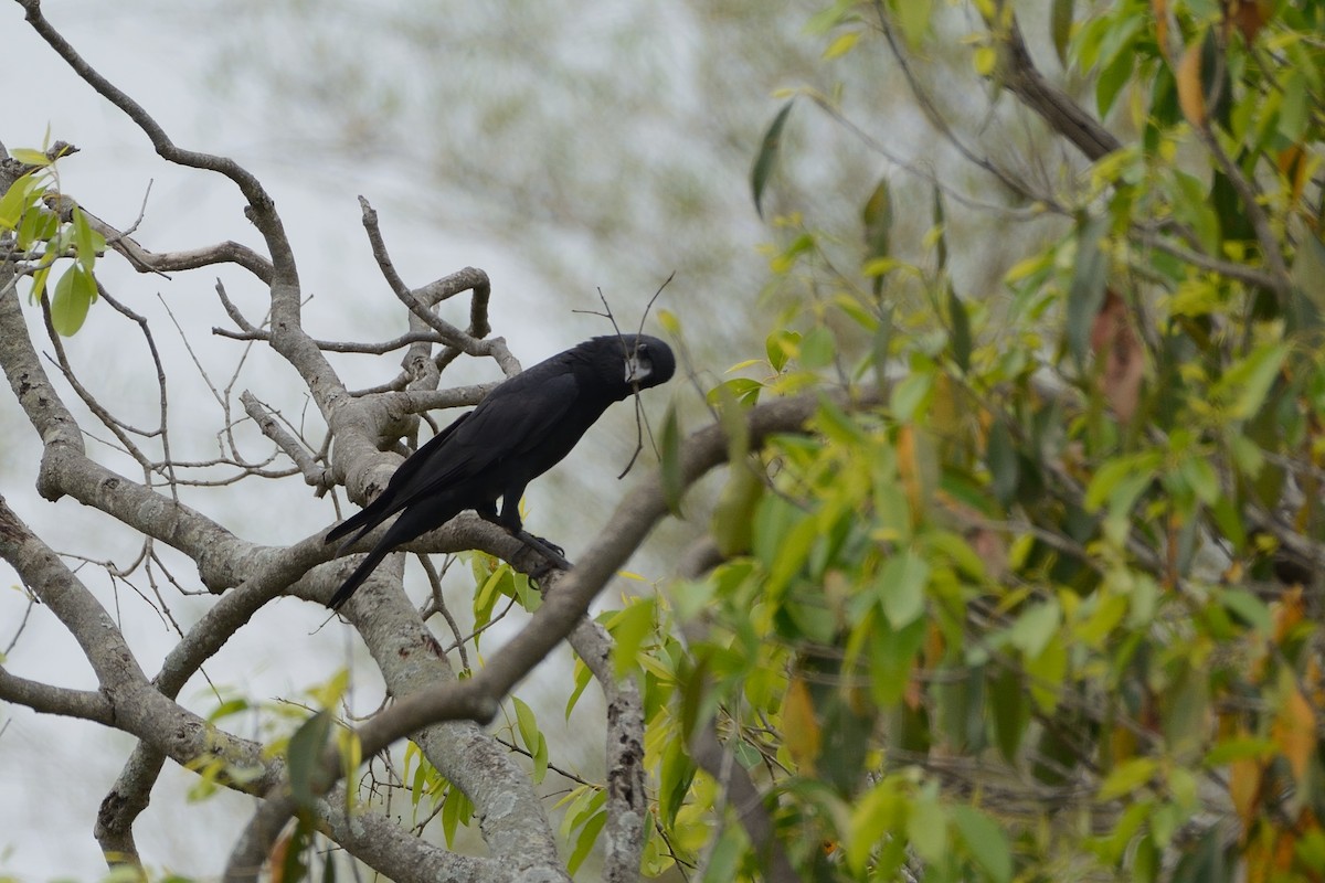 Large-billed Crow - ML89946301