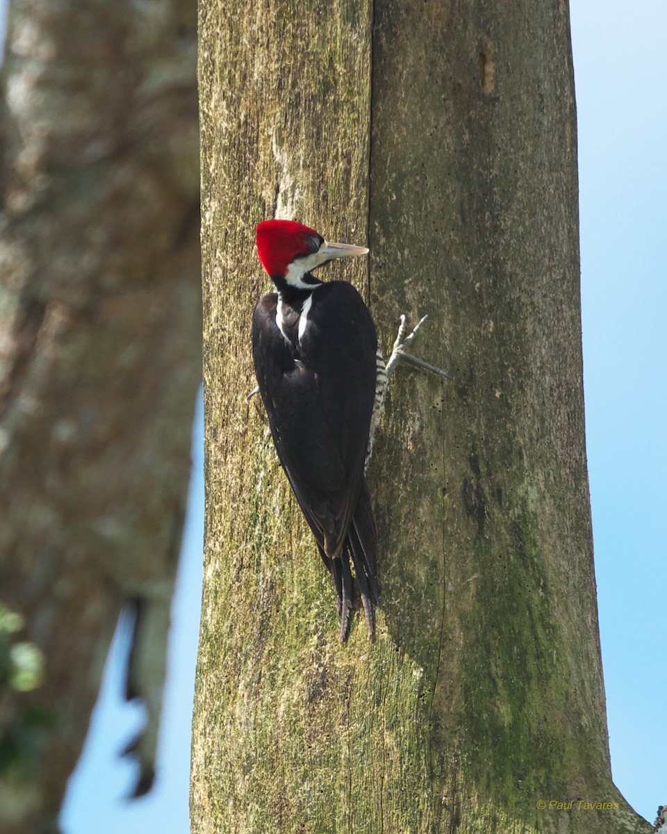 Crimson-crested Woodpecker - Paul Tavares