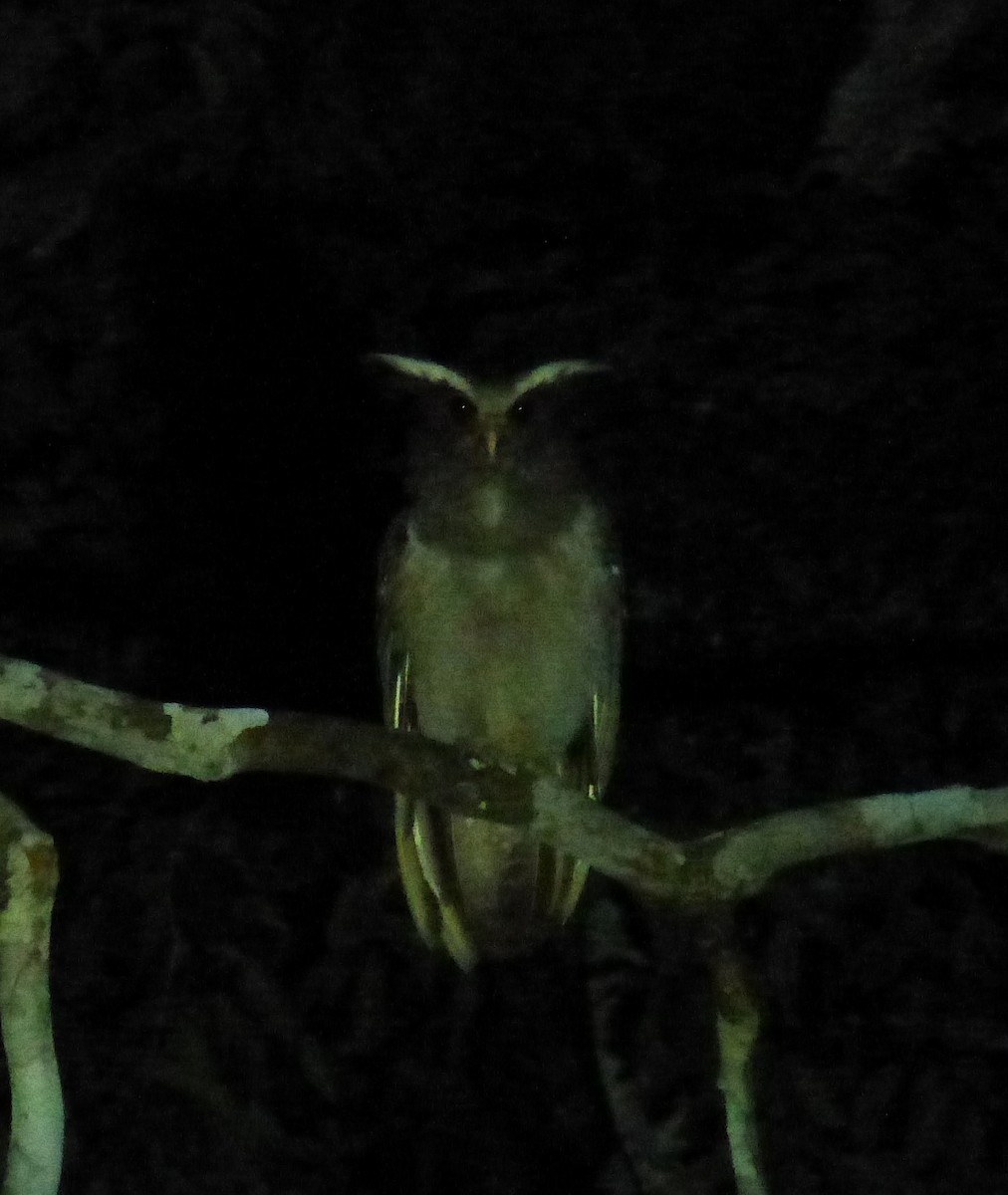 Crested Owl - ML89947621