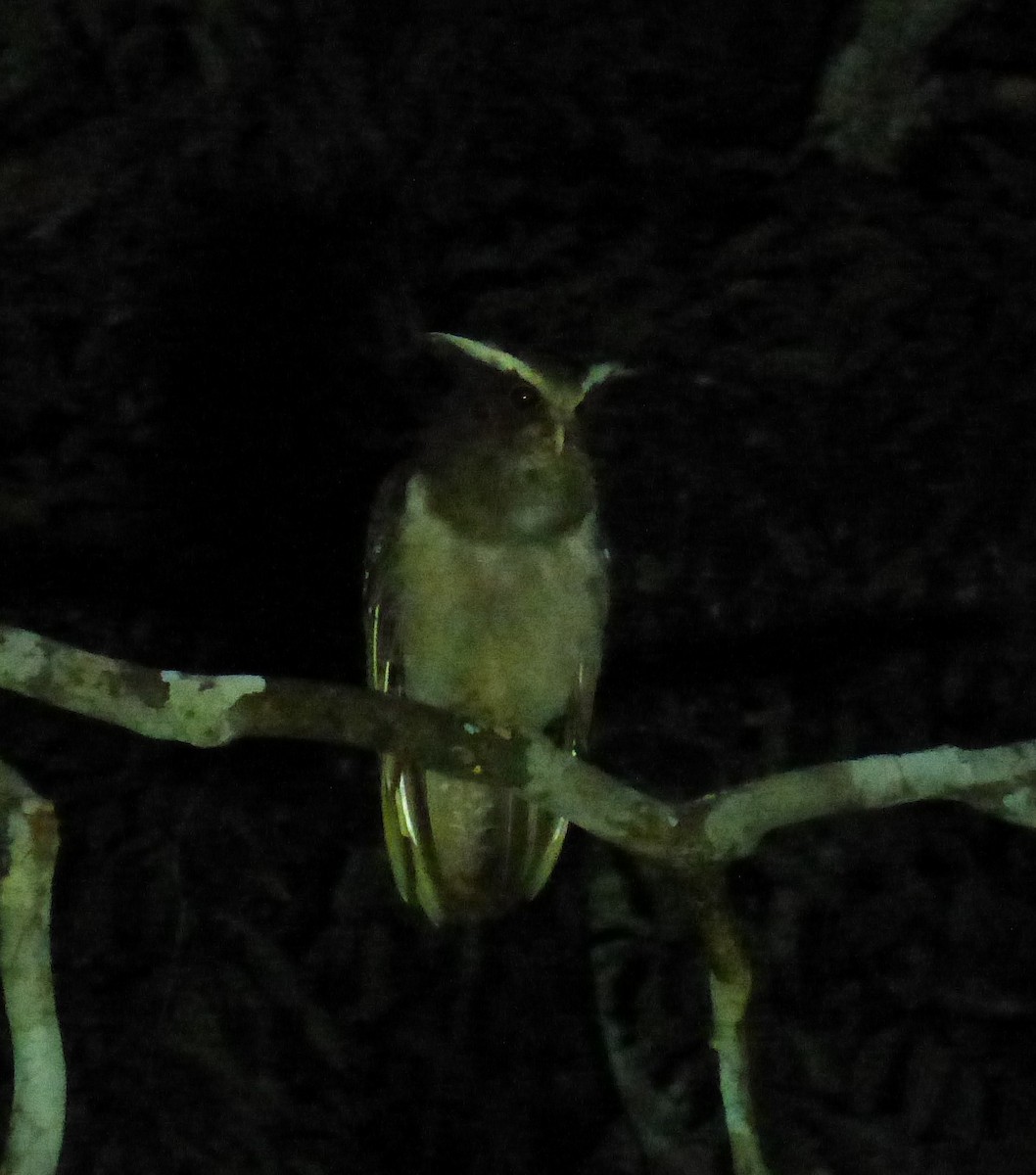 Crested Owl - ML89947631