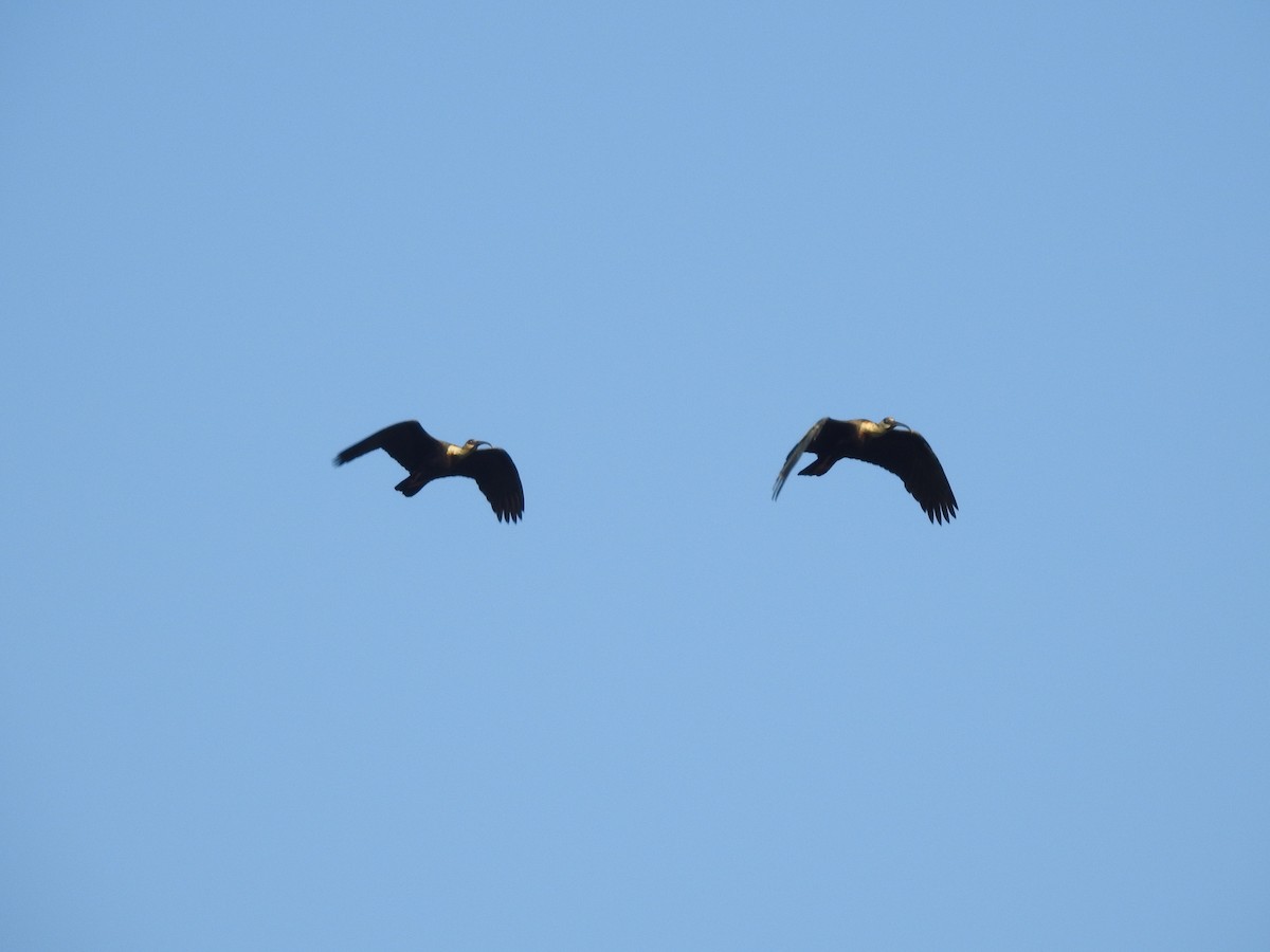 ibis bělokřídlý - ML89949741