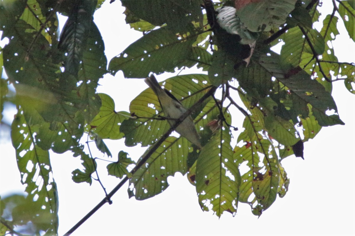 Eastern Crowned Warbler - ML89949851