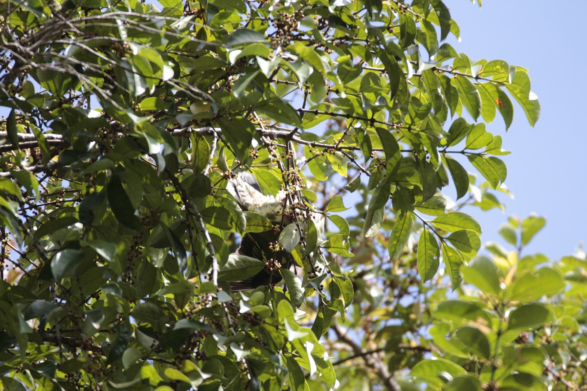 Thick-billed Green-Pigeon - ML89950231