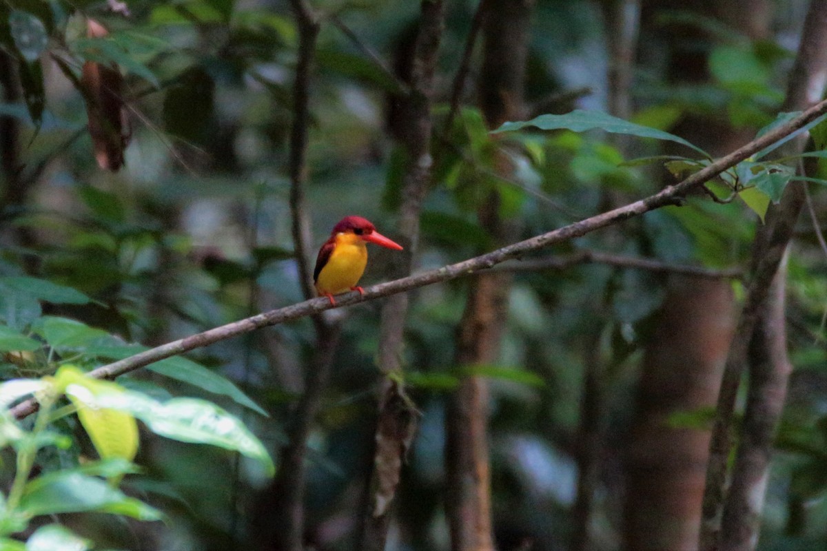 Rufous-backed Dwarf-Kingfisher - Fadzrun A.