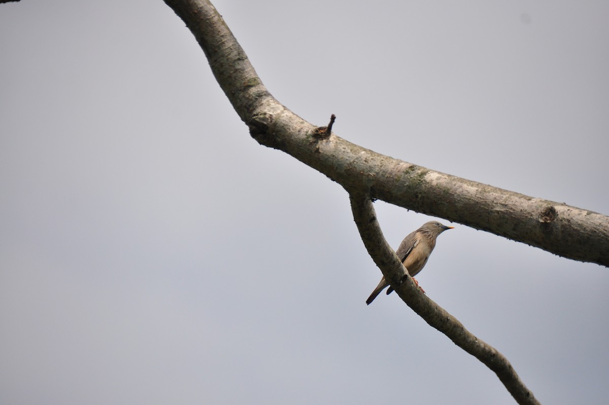 Chestnut-tailed Starling - ML89950851