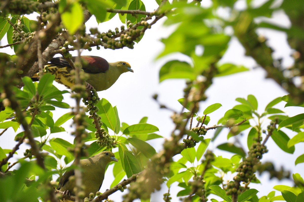 Whistling Green-Pigeon (Taiwan) - ML89950911