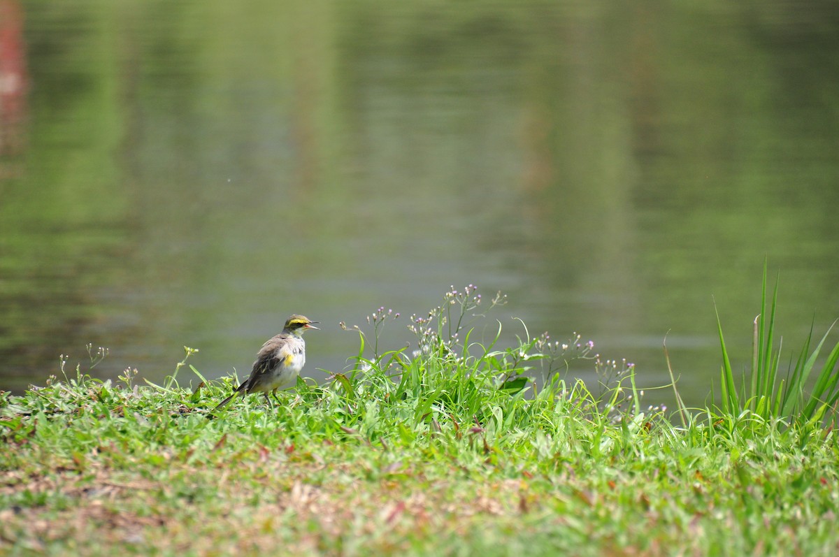 Eastern Yellow Wagtail (Green-headed) - Anonymous