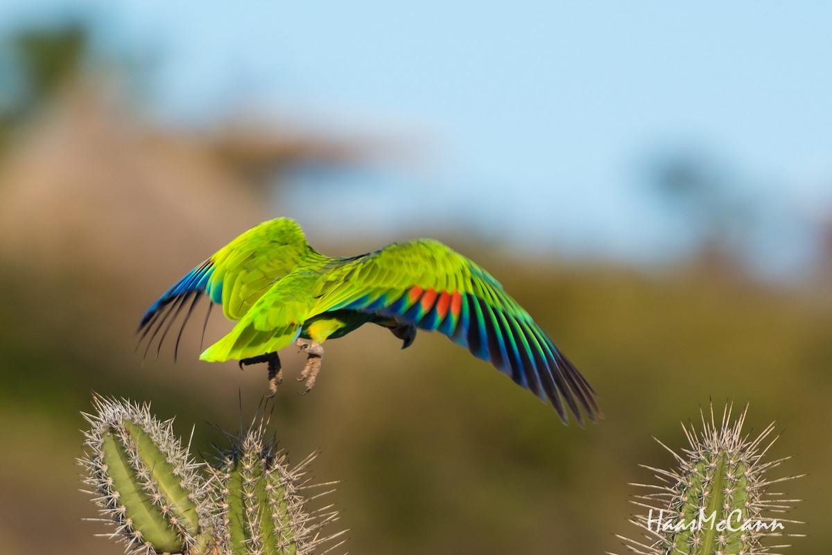 Yellow-shouldered Parrot - ML89951401