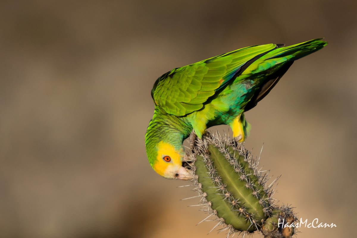 Yellow-shouldered Parrot - ML89951411