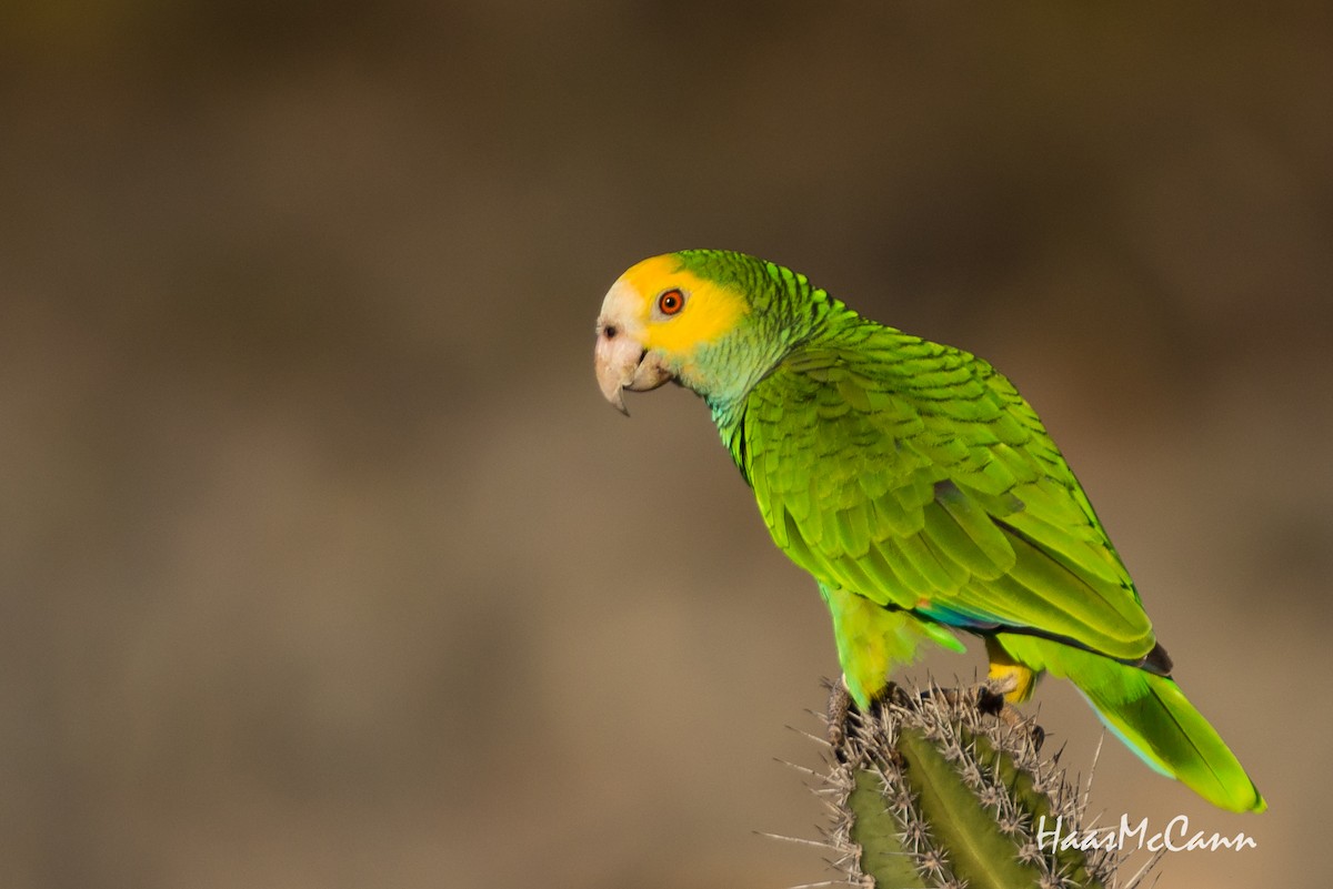 Yellow-shouldered Parrot - Suzie McCann