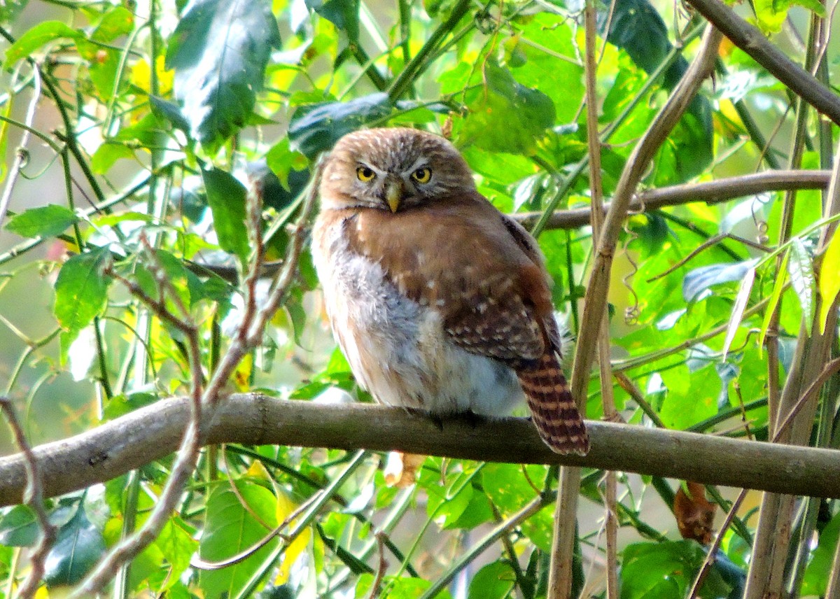 Ferruginous Pygmy-Owl - ML89951671