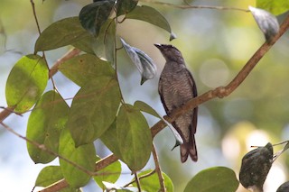  - Lesser Cuckooshrike