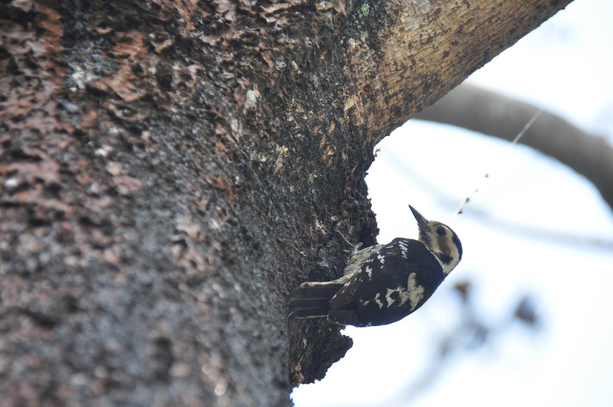 Gray-capped Pygmy Woodpecker - ML89951761