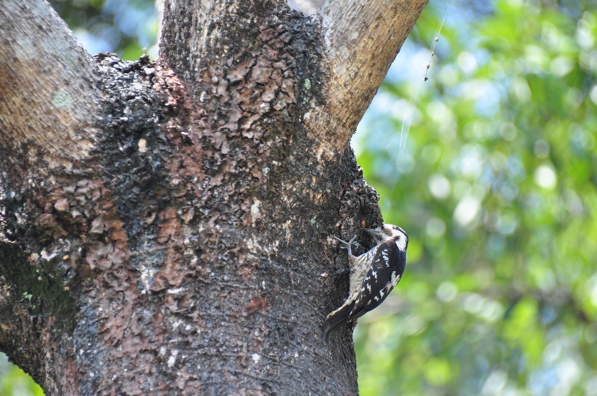 Gray-capped Pygmy Woodpecker - ML89951771