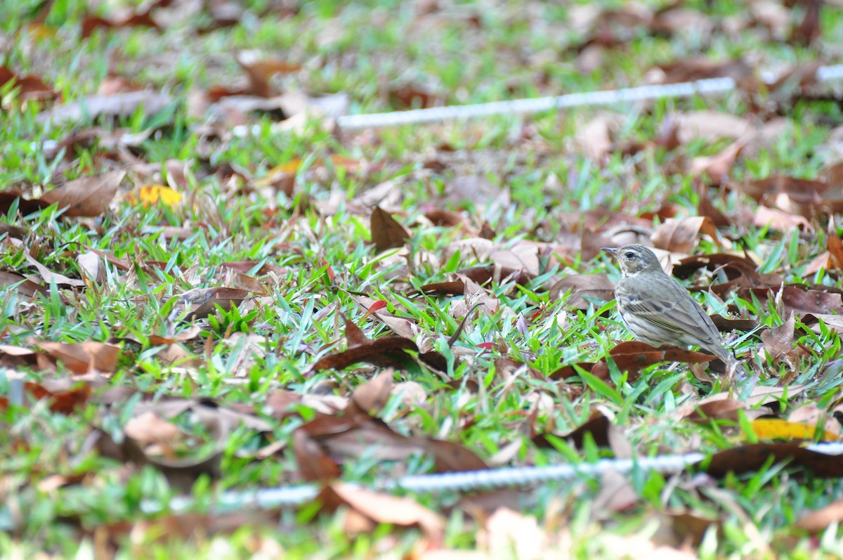 Olive-backed Pipit - ML89952431