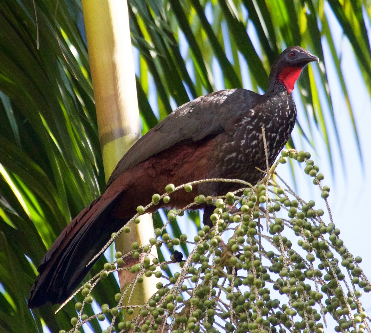 Crested Guan - Rob O'Donnell