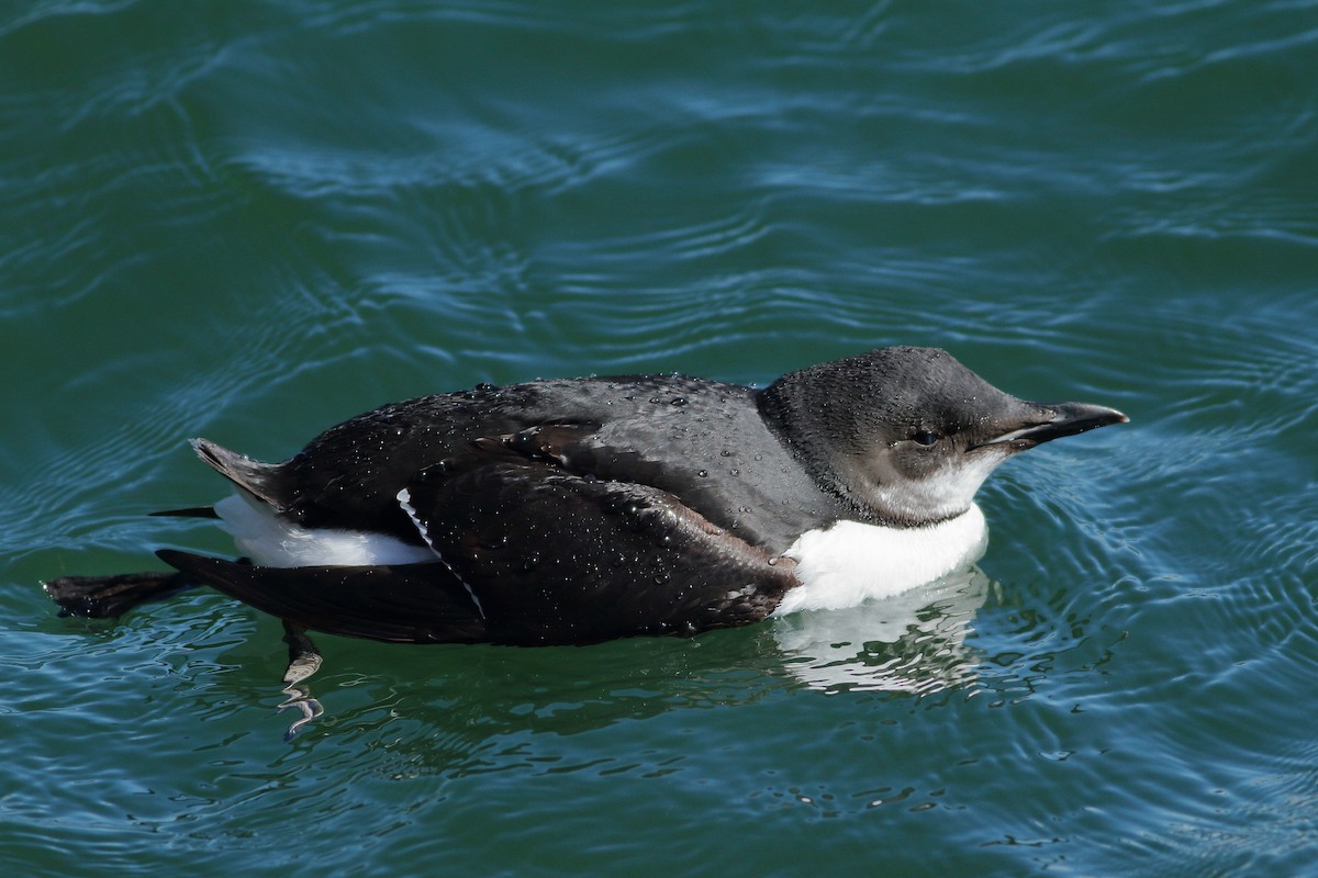 Thick-billed Murre - ML89954481