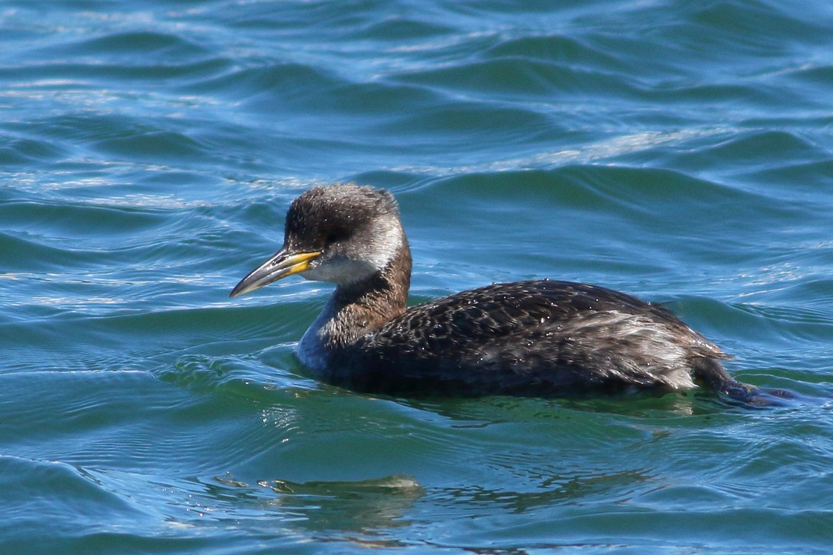 Red-necked Grebe - ML89954501