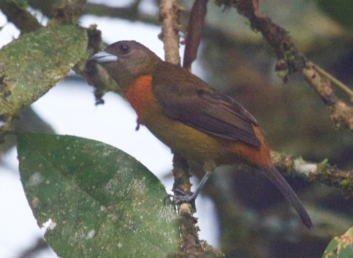 Scarlet-rumped Tanager (Cherrie's) - ML89955161