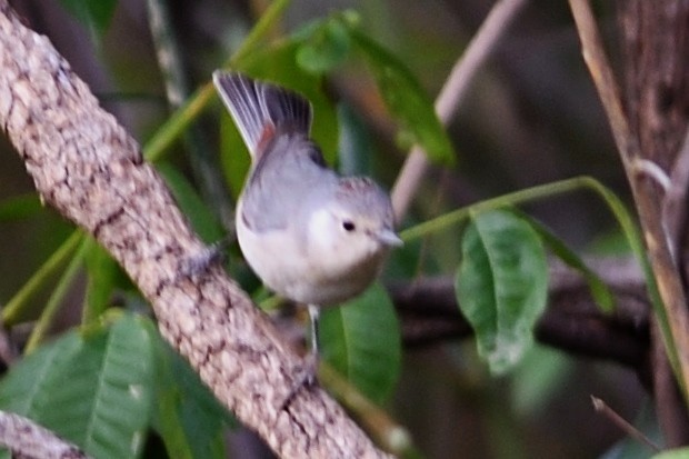 Lucy's Warbler - ML89955731
