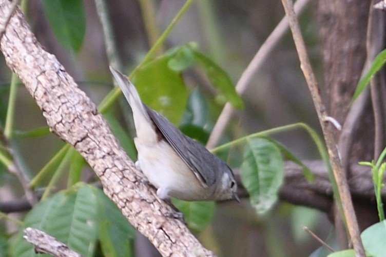 Lucy's Warbler - ML89955741